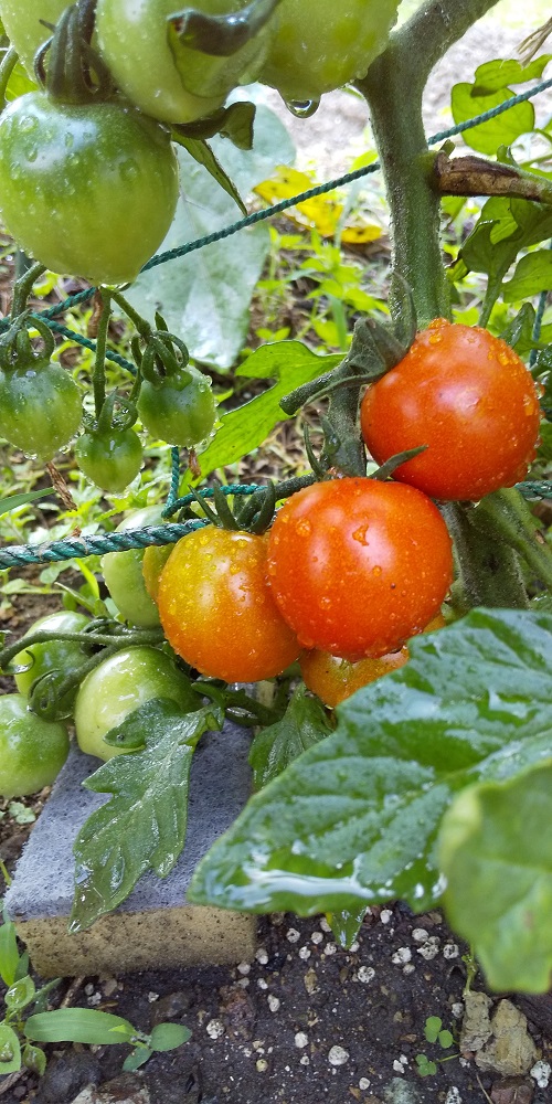 ミニトマトの収穫