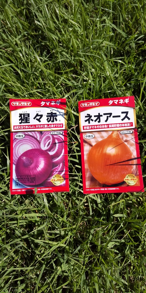 玉ねぎの種まき